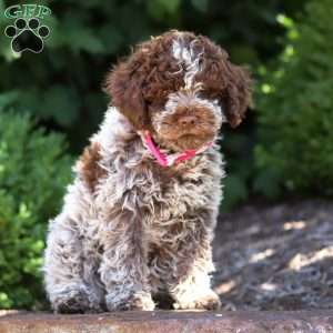 Miley, Lagotto Romagnolo Puppy